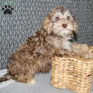 Olive, Portuguese Water Dog Mix Puppy